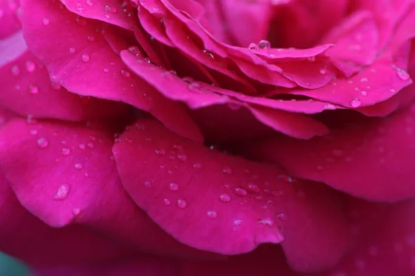 Rosa Brilhante Aumentou Dia Ensolarado Baixas Água Gotas Pétalas — Fotografia de Stock