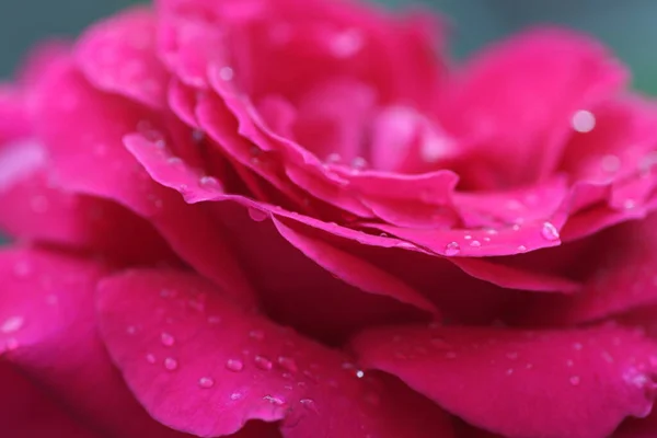 Rosa Brilhante Aumentou Dia Ensolarado Baixas Água Gotas Pétalas — Fotografia de Stock