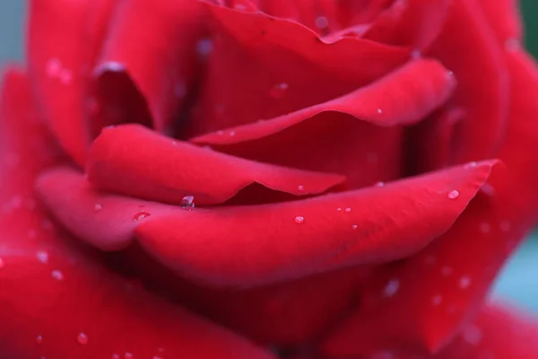 Gotas Água Bela Rosa Vermelha Brilhante Pétalas Rosa Molhadas Flores — Fotografia de Stock