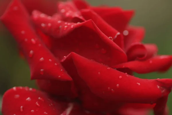 Gotas Água Bela Rosa Vermelha Brilhante Pétalas Rosa Molhadas Flores — Fotografia de Stock