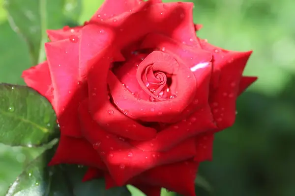 水滴在艳丽的红玫瑰 潮湿的玫瑰花瓣 夏日的花朵上 — 图库照片