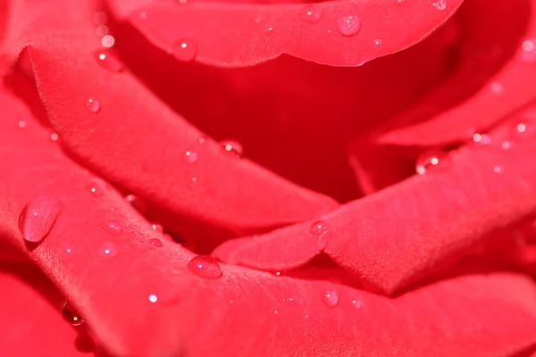 Gotas Água Bela Rosa Vermelha Brilhante Pétalas Rosa Molhadas Flores — Fotografia de Stock