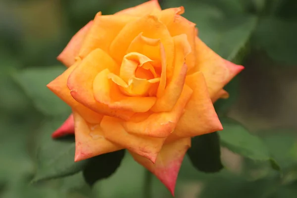 Beautiful Bright Orange Rose Sunny Day Pleases Its Bright Petals — Stock Photo, Image