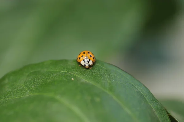 Mariquita Naranja Folletos Verdes Brillante Día Soleado Verano Insecto Paseo — Foto de Stock