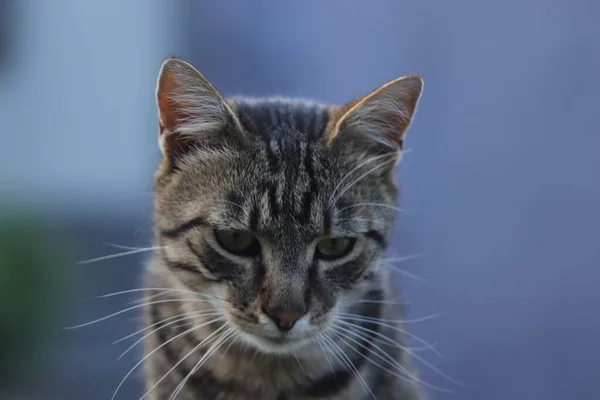 Bir tekir kedinin portresi, yetişkin bir tekir kedi betonun üzerine oturur, sert bir kedi.