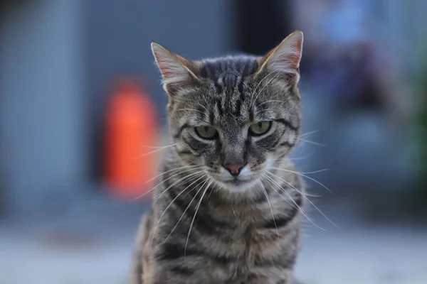 Portrait Tabby Cat Adult Tabby Cat Sits Concrete Severe Cat — Stock Photo, Image