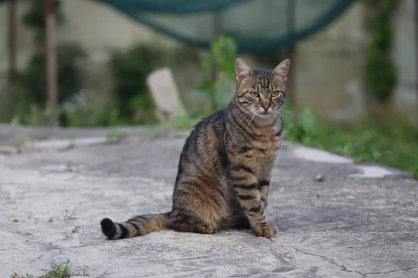 Porträt Einer Gestromten Katze Eine Erwachsene Gestromte Katze Sitzt Auf — Stockfoto