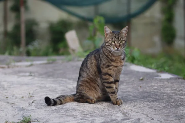 Bir tekir kedinin portresi, yetişkin bir tekir kedi betonun üzerine oturur, sert bir kedi.