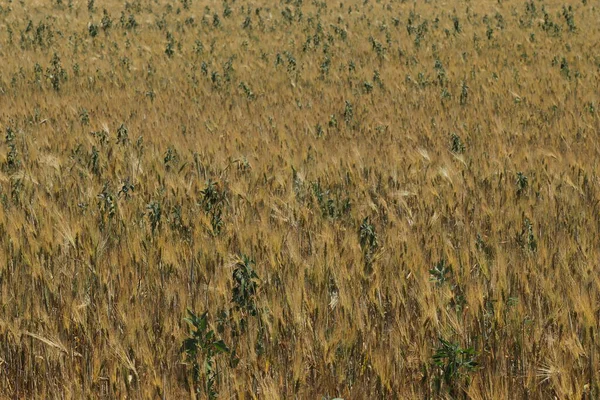 Wheat Field Summer Sunny Day Golden Ears Wheat — Stock Photo, Image