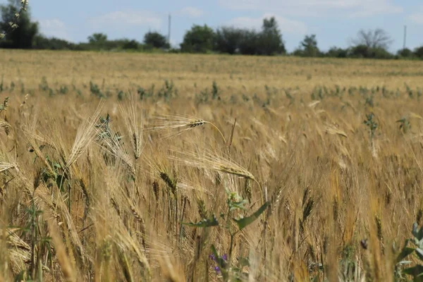 Wheat Field Summer Sunny Day Golden Ears Wheat — Stock Photo, Image