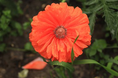 Su kırmızı gelinciklere ve yeşil çimen yapraklarına damlıyor güneşli bir yaz gününde, yağmur damlaları bir çiçeğe