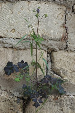 Duvarda mor çiçekli uzun bir çalı büyüdü. Bitkilerin iradesi insan yapılarından daha güçlüdür.