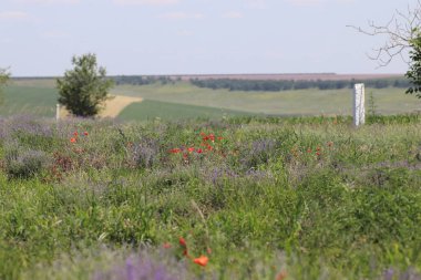 Güneşli bir günde çok iyi yetiştirilmiş lavanta tarlası ve kırmızı gelincikler.