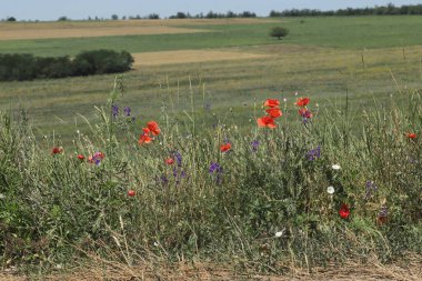 Güneşli bir günde çok iyi yetiştirilmiş lavanta tarlası ve kırmızı gelincikler.