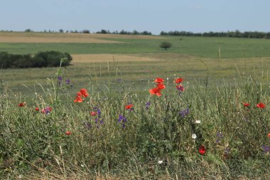 Güneşli bir günde çok iyi yetiştirilmiş lavanta tarlası ve kırmızı gelincikler.