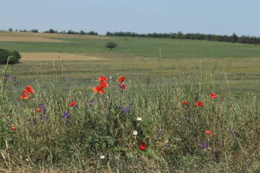 Güneşli bir günde çok iyi yetiştirilmiş lavanta tarlası ve kırmızı gelincikler.