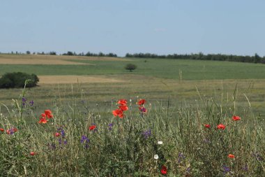 Güneşli bir günde çok iyi yetiştirilmiş lavanta tarlası ve kırmızı gelincikler.