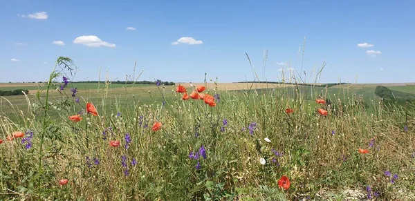 Güneşli bir günde çok iyi yetiştirilmiş lavanta tarlası ve kırmızı gelincikler.
