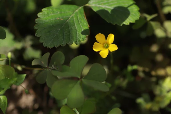 Beautiful Little Yellow Flowers Spring Flowerbed Celandine Flowers — Stock Photo, Image