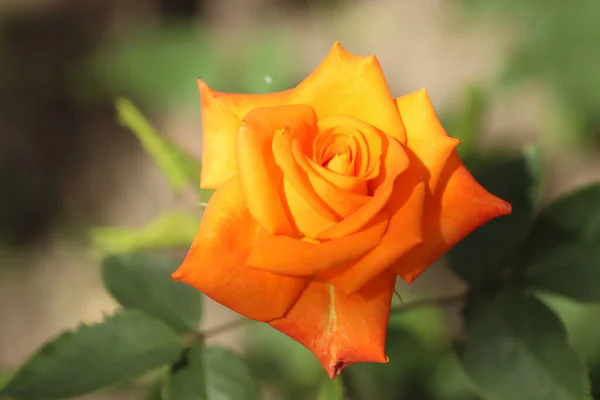 Bela Rosa Laranja Brilhante Dia Ensolarado Agrada Com Suas Pétalas — Fotografia de Stock