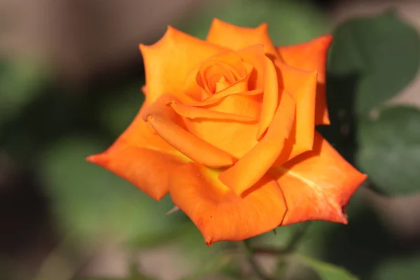 Красивая Ярко Оранжевая Роза Солнечный День Радует Своими Яркими Лепестками — стоковое фото