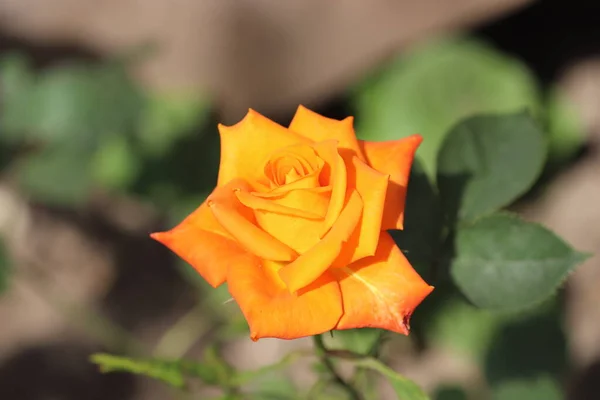Piękny Jasny Pomarańczowy Róża Słoneczny Dzień Podoba Się Jego Jasne — Zdjęcie stockowe