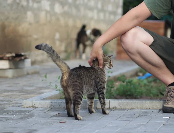 Sıcak ve güneşli bir yaz gününde pofuduk yerli tekir kedi dışarıda yürüyor.