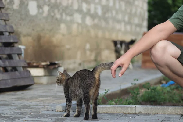 Fluffy Domestic Tabby Cat Walks Warm Sunny Summer Day — Stock Photo, Image