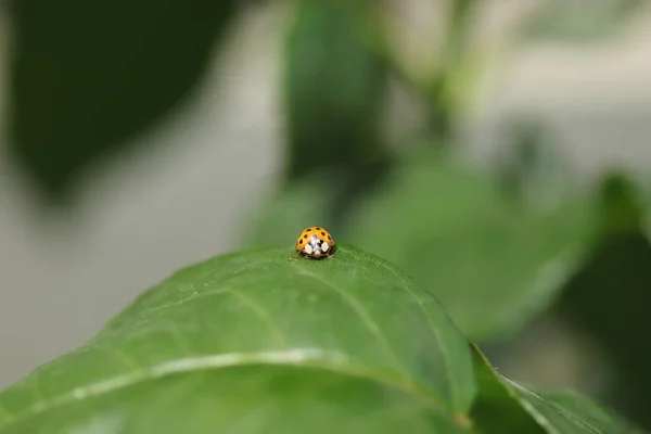 在阳光明媚的夏天 橙色瓢虫在绿色的传单上 一只虫子在散步 — 图库照片