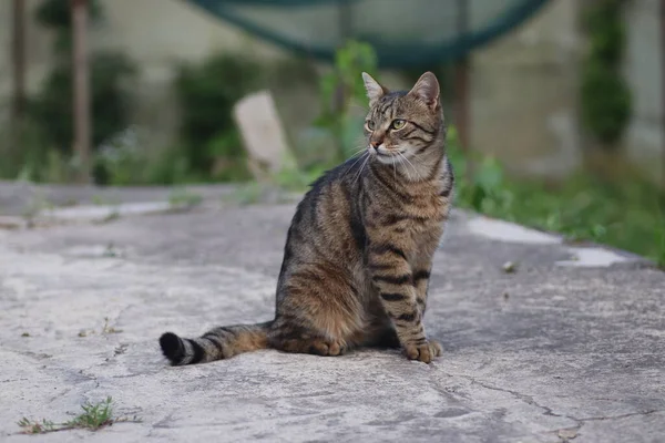 portrait of a tabby cat, an adult tabby cat sits on concrete, severe cat