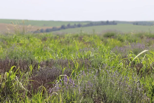 Lavanta tarlası çimlerle kaplı, güneşli bir günde tarla
