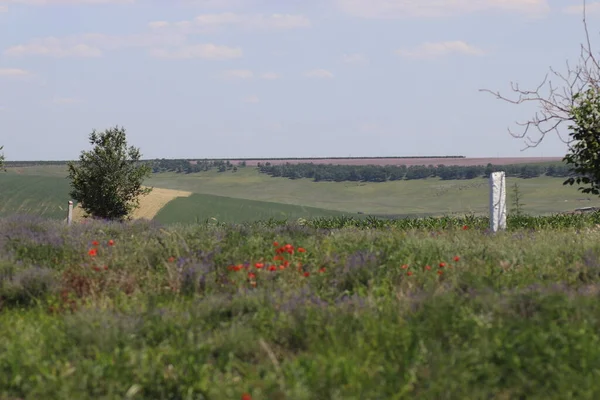 Güneşli bir günde çok iyi yetiştirilmiş lavanta tarlası ve kırmızı gelincikler.
