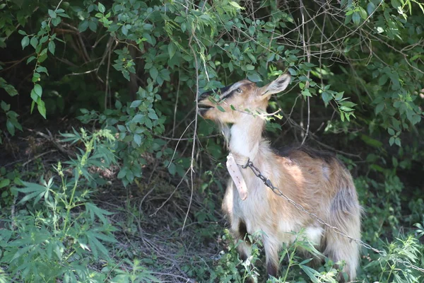 Ziege Spaziert Sommer Und Frisst Blätter Von Einem Busch — Stockfoto