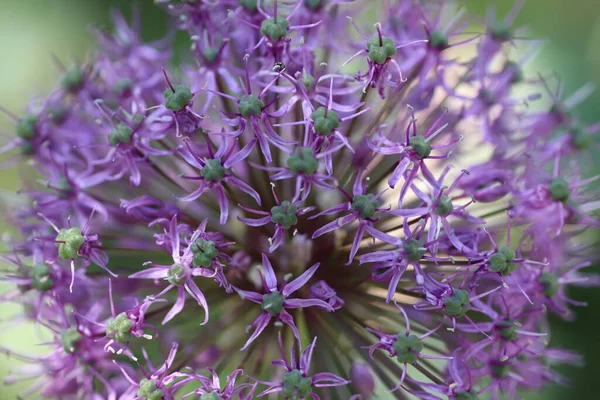 large purple ornamental onion flower, summer flower under the sun