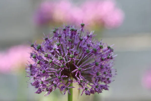 太陽の下で大きな紫色の観賞用のタマネギの花 夏の花 — ストック写真