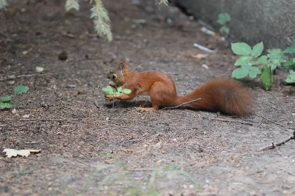 Schöne Flauschige Rote Eichhörnchen Nagt Nüsse Unter Dem Baum — Stockfoto
