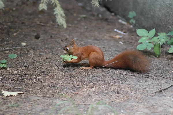 Beautiful Fluffy Red Squirrel Gnaws Nuts Tree — Stock Photo, Image