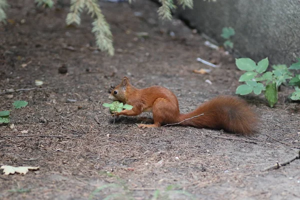 Beautiful Fluffy Red Squirrel Gnaws Nuts Tree — Stock Photo, Image