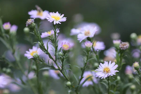 美丽的夏季雏菊 绿叶覆盖 — 图库照片