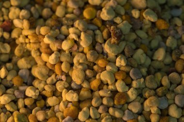 Canlı sarı ve turuncu tonlarda doğal arı polen taneciklerinin yakın çekimi organik dokularını gözler önüne seriyor. Sağlıklı bir besin maddesi. Genellikle beslenme ve sağlıkta kullanılır..