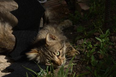 Yarasa kanadı giymiş vahşi tekir kedi güneş ışığında ciddi bir bakışla poz veriyor. Vahşi güzellik ve fantezi kostümünün eğlenceli bir karışımı..