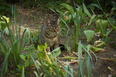 Güzel çizgili kedi çitin yakınındaki gölgede yürüyor, parlak büyük altın gözler.