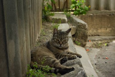 Güzel çizgili kedi çitin yakınındaki gölgede yürüyor, parlak büyük altın gözler.