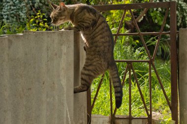 Güzel çizgili kedi çitin yakınındaki gölgede yürüyor, parlak büyük altın gözler.