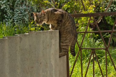 Güzel çizgili kedi çitin yakınındaki gölgede yürüyor, parlak büyük altın gözler.