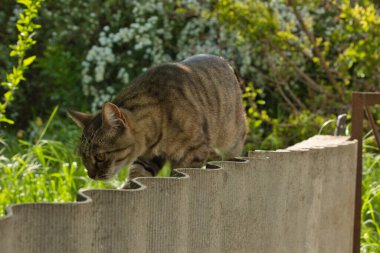 Güzel çizgili kedi çitin yakınındaki gölgede yürüyor, parlak büyük altın gözler.