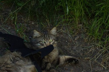 Yarasa kanadı giymiş vahşi tekir kedi güneş ışığında ciddi bir bakışla poz veriyor. Vahşi güzellik ve fantezi kostümünün eğlenceli bir karışımı..