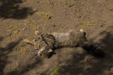 Şakacı bir tekir kedi suratında yaramaz bir ifadeyle yerde yuvarlanıyor. Güneş ışığı tüylü kürküne ve çarpıcı yeşil gözlerine vurgu yapıyor..