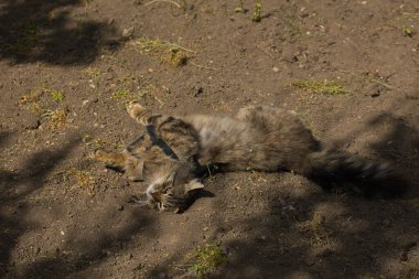 Şakacı bir tekir kedi suratında yaramaz bir ifadeyle yerde yuvarlanıyor. Güneş ışığı tüylü kürküne ve çarpıcı yeşil gözlerine vurgu yapıyor..