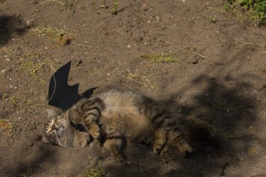 Yarasa kanadı giymiş vahşi tekir kedi güneş ışığında ciddi bir bakışla poz veriyor. Vahşi güzellik ve fantezi kostümünün eğlenceli bir karışımı..